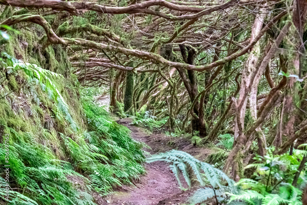 Hiking trail through enchanted ancient laurel sub tropical forest in the Anaga mountain range on Tenerife, Canary Islands, Spain, Europe, EU. Dense diversified fauna. Path overgrown with moss and fern Hiking trail through enchanted ancient laurel sub tropical forest in the Anaga mountain range on Tenerife, Canary Islands, Spain, Europe, EU. Dense diversified fauna. Path overgrown with moss and fern