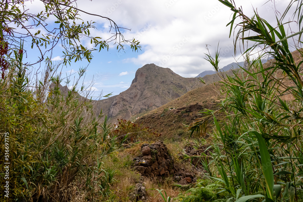Focused close up view on high green grass plant. Blurred view on Roque de las Animas crag in the Anaga mountain range, Tenerife, Canary Islands, Spain, Europe. Hiking trail from Afur to Taganana Focused close up view on high green grass plant. Blurred view on Roque de las Animas crag in the Anaga mountain range, Tenerife, Canary Islands, Spain, Europe. Hiking trail from Afur to Taganana