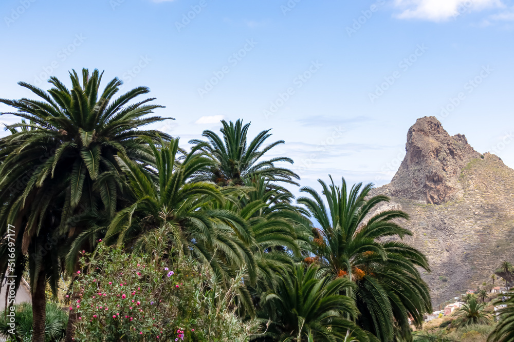 Large tropical palm trees with a panoramic view on Roque de las Animas crag and Roque en Medio in the Anaga mountain range, Tenerife, Canary Islands, Spain, Europe. Hiking trail from Afur to Taganana