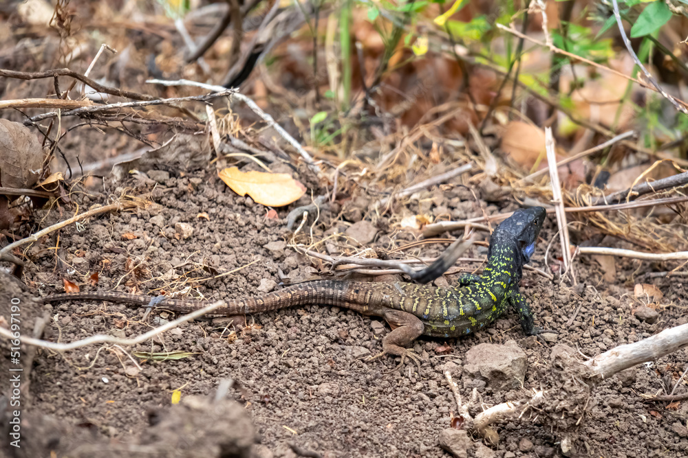 Close up view on a Gallot lizard or Tenerife lizard or Western Canaries lizard (Gallotia galloti) in the Anaga nature park on north coast of Tenerife, Canary Islands, Spain, Europe. Animal wildlife Close up view on a Gallot lizard or Tenerife lizard or Western Canaries lizard (Gallotia galloti) in the Anaga nature park on north coast of Tenerife, Canary Islands, Spain, Europe. Animal wildlife