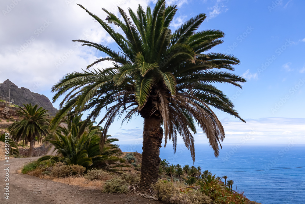 Tropical palm trees along Atlantic Ocean coastline and Anaga mountain range on Tenerife, Canary Islands, Spain, Europe, EU. Cabezo el Tablero crag. Scenic coastal hiking trail from Afur to Taganana