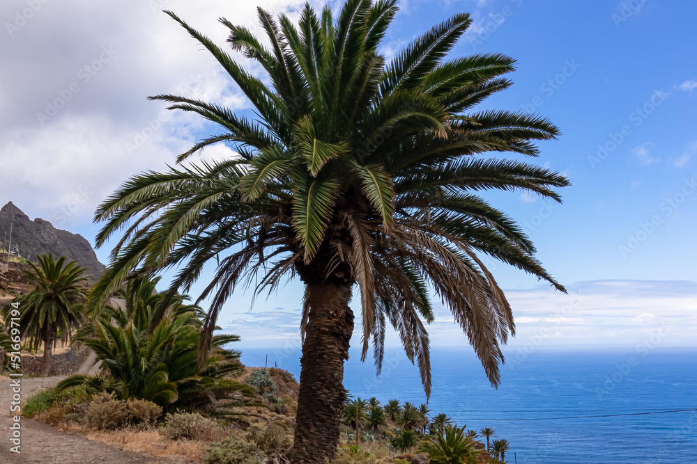 Tropical palm trees along Atlantic Ocean coastline and Anaga mountain range on Tenerife, Canary Islands, Spain, Europe, EU. Cabezo el Tablero crag. Scenic coastal hiking trail from Afur to Taganana Tropical palm trees along Atlantic Ocean coastline and Anaga mountain range on Tenerife, Canary Islands, Spain, Europe, EU. Cabezo el Tablero crag. Scenic coastal hiking trail from Afur to Taganana