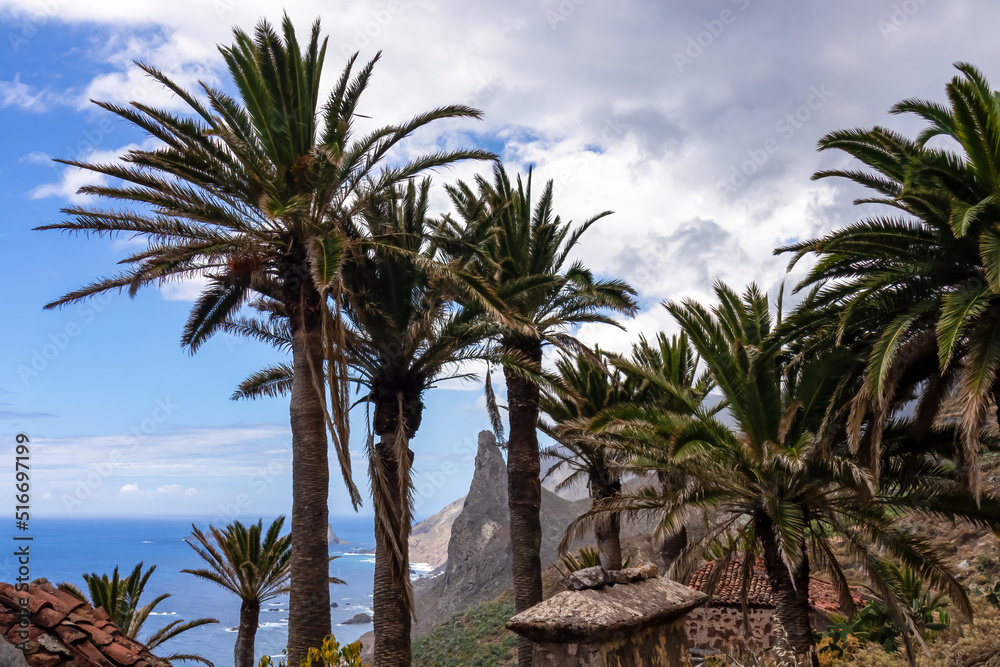 Large tropical palm trees with a panoramic view on Roque de las Animas crag and Roque en Medio in the Anaga mountain range, Tenerife, Canary Islands, Spain, Europe. Hiking trail from Afur to Taganana Large tropical palm trees with a panoramic view on Roque de las Animas crag and Roque en Medio in the Anaga mountain range, Tenerife, Canary Islands, Spain, Europe. Hiking trail from Afur to Taganana