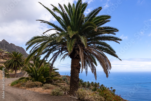 Fototapeta Naklejka Na Ścianę i Meble -  Tropical palm trees along Atlantic Ocean coastline and Anaga mountain range on Tenerife, Canary Islands, Spain, Europe, EU. Cabezo el Tablero crag. Scenic coastal hiking trail from Afur to Taganana