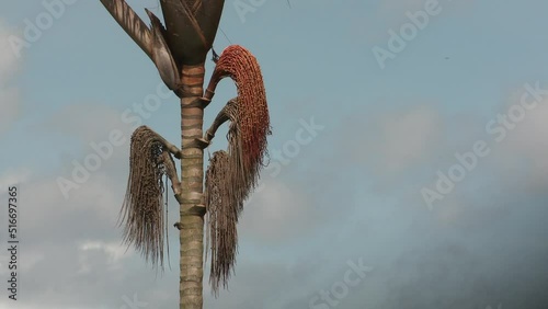 Moriche palm tree used to make buriti oil from the hanging fruit photo