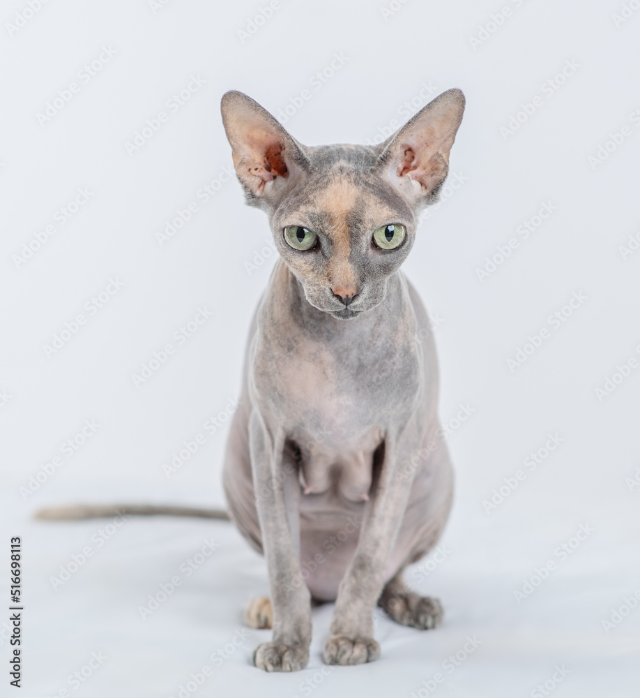 Sphynx bald cat sits in front view and looks at camera