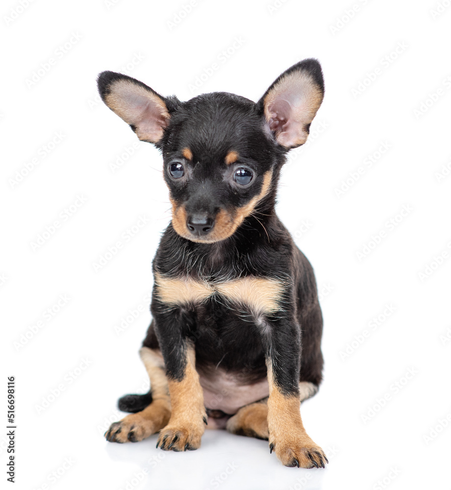 Tiny Toy terrier puppy sits in front view and looks at camera. Isolated on white background