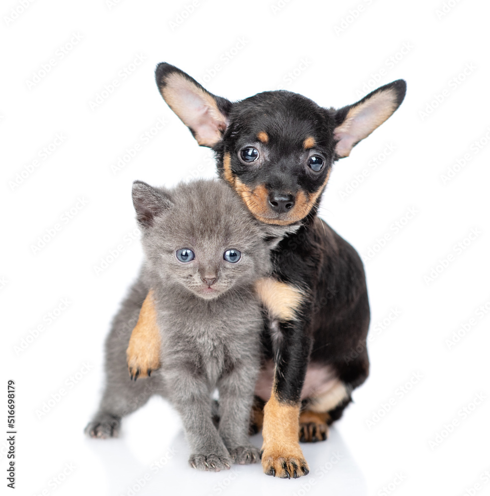 Cute Toy terrier puppy embraces tiny kitten. isolated on white background Cute Toy terrier puppy embraces tiny kitten. isolated on white background