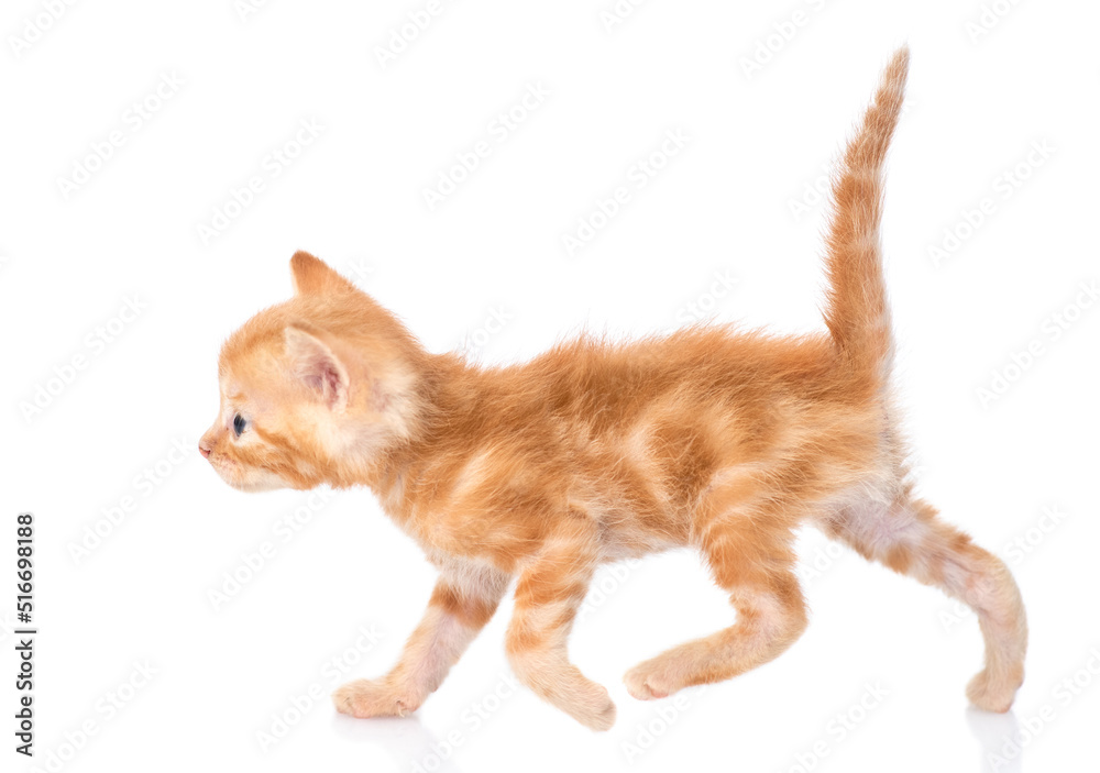 Small tabby cat walking. isolated on white background