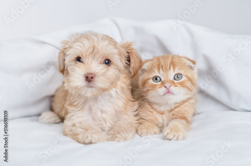 Young Goldust Yorkshire terrier puppy and baby kitten lying together under warm white blanket on a bed at home