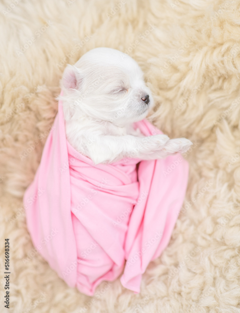 Tiny newborn white lapdog puppy wrapped like a baby sleeps on a fur bed. Top down view Tiny newborn white lapdog puppy wrapped like a baby sleeps on a fur bed. Top down view