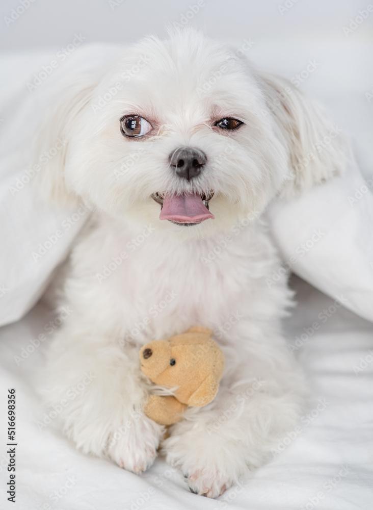 Happy white Maltese puppy hugs favorite toy bear under white warm blanket on a bed at home Happy white Maltese puppy hugs favorite toy bear under white warm blanket on a bed at home