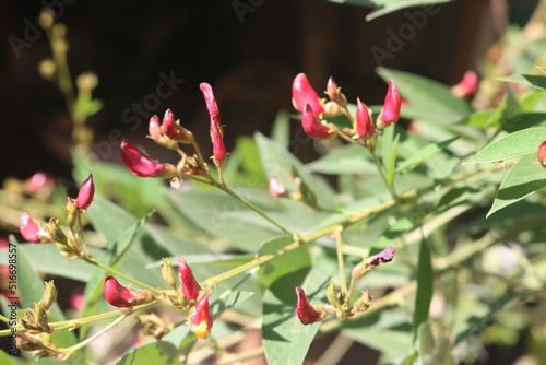 red and yellow flowers