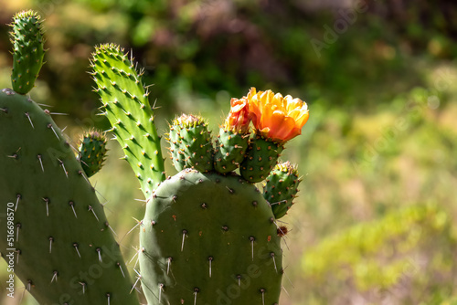 Close up view on Prickly Pear Cactus (Opuntia) with orange flowers in the UNESCO Anaga rural park near Taganana, Tenerife, Canary Islands, Spain, Europe. Wild diverse flora in Macizo de Anaga photo