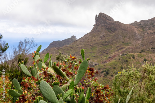 Close up view on Prickly Pear Cactus (Opuntia) with red flowers in UNESCO Anaga rural park near Taganana, Tenerife, Canary Islands, Spain, Europe. Mountain peak Roque Paez covered by fog and clouds photo