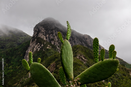 Close up view on green Prickly Pear Cactus (Opuntia) in the UNESCO Anaga rural park near Taganana, Tenerife, Canary Islands, Spain, Europe. Mountain peak Roque Negro is covered by fog and clouds photo