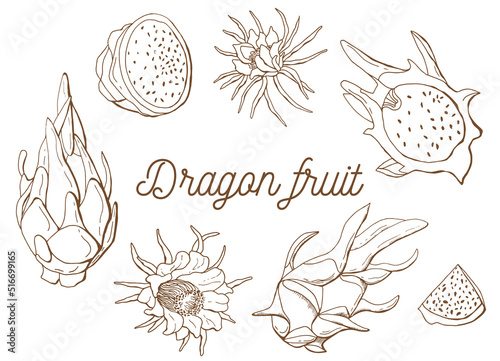 Dragon fruit linear set. Pitaya. White background, isol. Previous illustration.