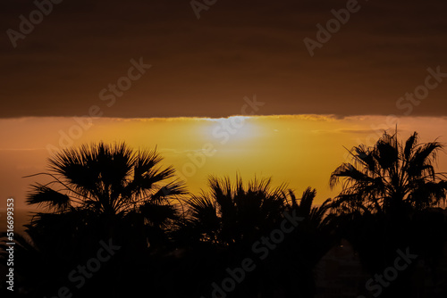 Beautiful colorful sunset sky with silhouette palm trees in the foreground on Costa Adeje beach on Tenerife  Canary Islands  Spain  Europe  EU. Vacation vibes on touristic island in the Atlantic Ocean