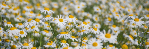 Beautiful chamomile field: many small white flowers chamomile on a sunny summer day, medicinal plant, aromatherapy, cultivation of culture, daisy banner, selective focus