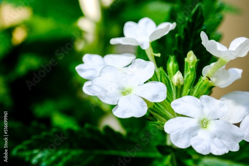 花手鞠