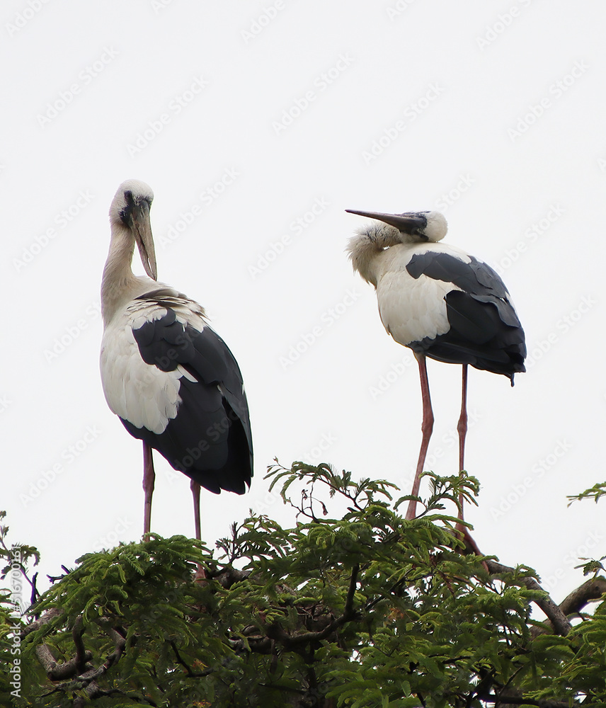 Fototapeta premium white and black heron sitting on a tree branch and looking