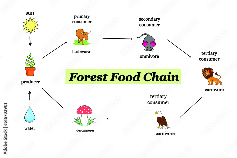 Overview of the different stages of the forest food chain Stock ... Biology Diagrams