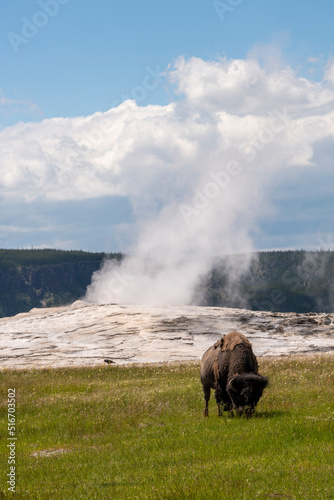 Bison Walking Past Old Faithful Geyser In Yellowstone National Park. 