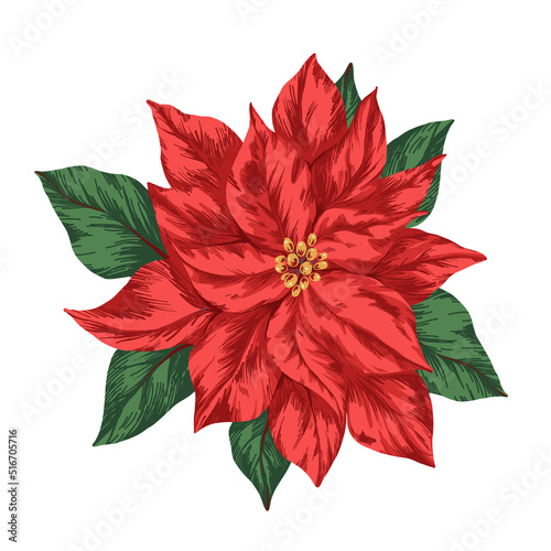 Beautiful vector image with hand drawn winter symbol red poinsettia flower. Merry christmas celebration clip art.