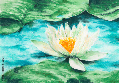 White waterlily (Nymphaea alba). Soft pastel on paper.