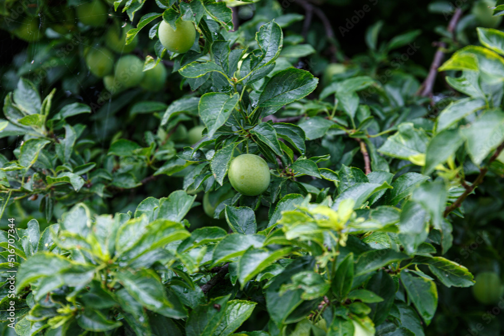 Fruits and green leaves on a branch