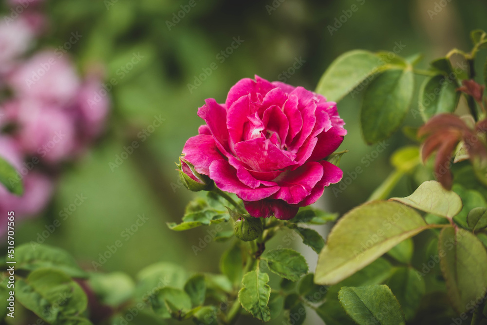 Beautiful pink rose in garden. summertime floral for background. roses for valentine day.