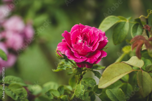 Beautiful pink rose in garden. summertime floral for background. roses for valentine day.