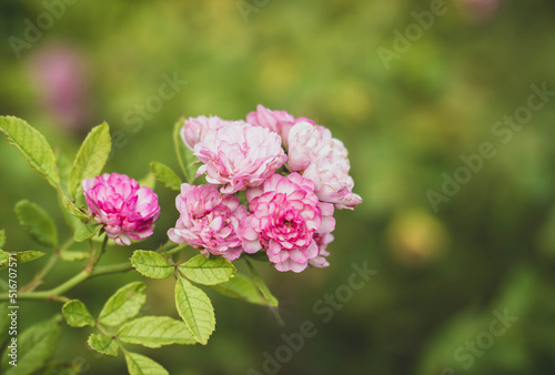 Beautiful roses in garden. bush of pink rose. summertime floral background. roses for valentine day.