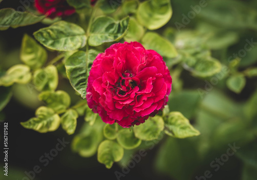 Beautiful red rose in garden. summertime floral for background. roses for valentine day.