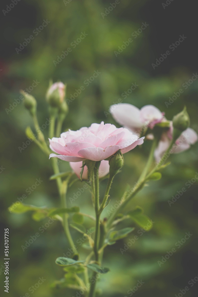 Beautiful pink rose in garden with bokeh blured background. summertime floral for background. roses for valentine day. Beautiful pink rose in garden with bokeh blured background. summertime floral for background. roses for valentine day.