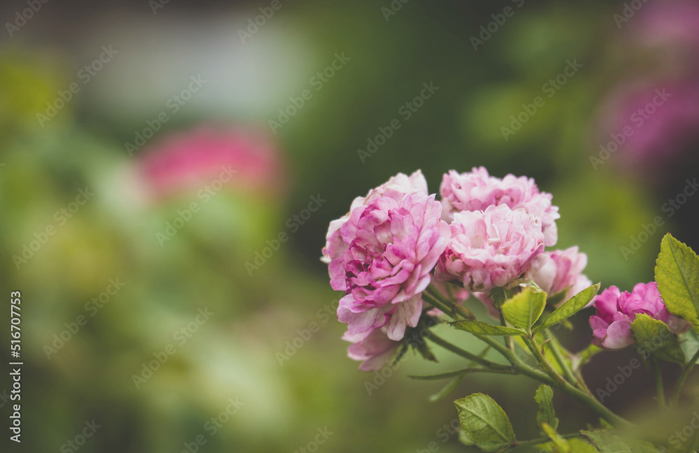 Beautiful pink rose in garden with nature blured background. summertime floral for background. roses for valentine day.