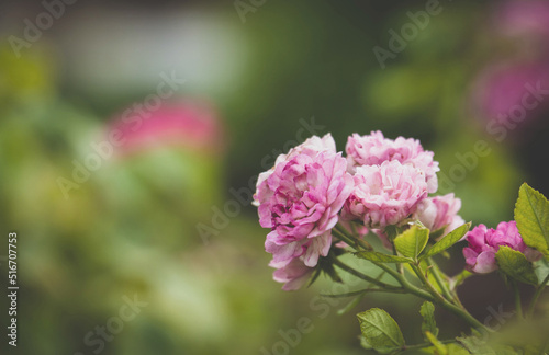 Beautiful pink rose in garden with nature blured background. summertime floral for background. roses for valentine day.