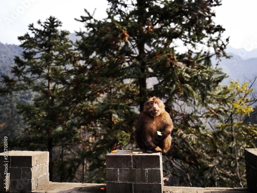 Chip monkey mountain