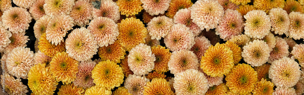 Beautiful blooming orange and yellow chrysanthemums. Close-up of orange, brown and yellow flowers, abstract soft floral background.