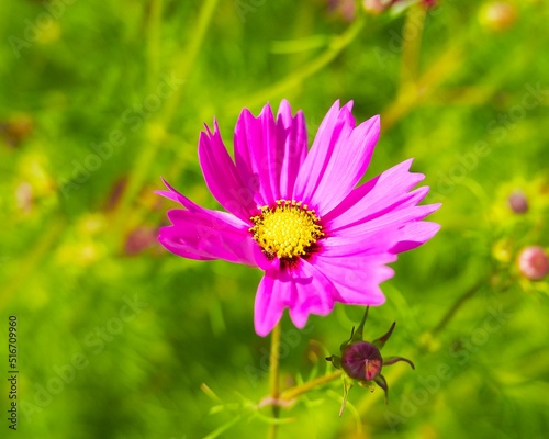 a soft pink cosmos flower sways in the wind on a green meadow