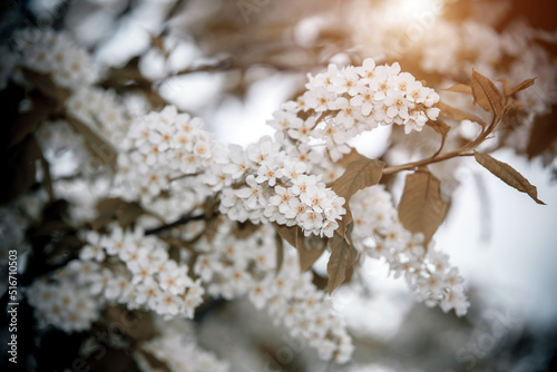 Bird cherry branches in the garden in spring  © licvin