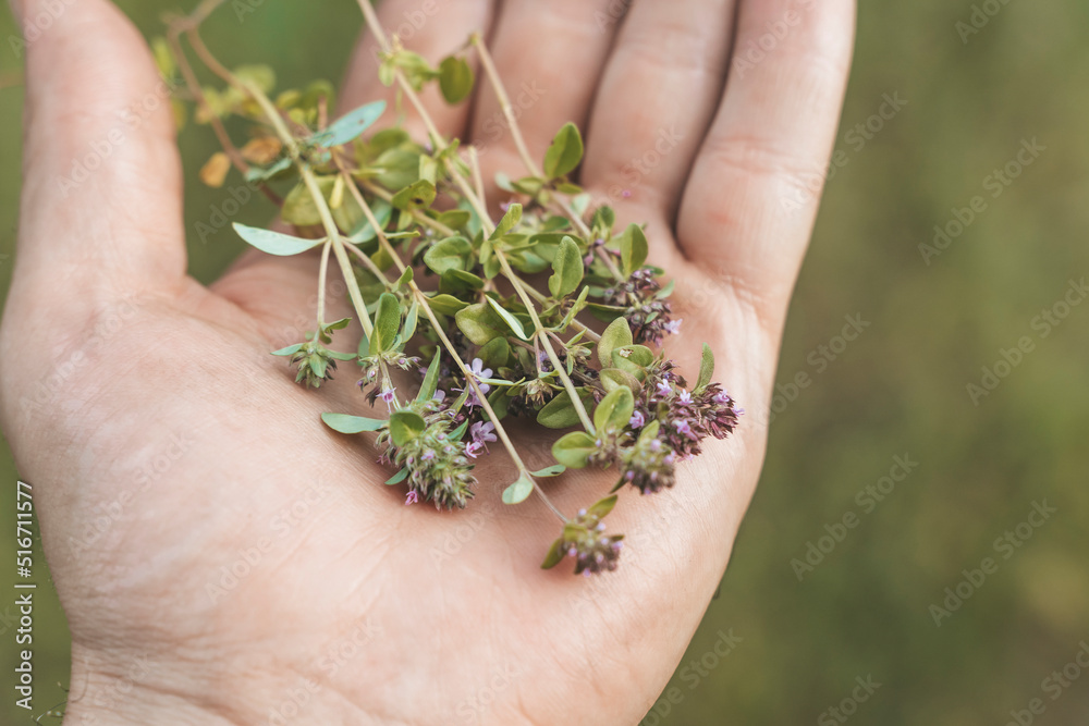 Thyme on hand. Wild herb thyme growing in a field in summer. Agriculture, aromatherapy, drink concept Thyme on hand. Wild herb thyme growing in a field in summer. Agriculture, aromatherapy, drink concept