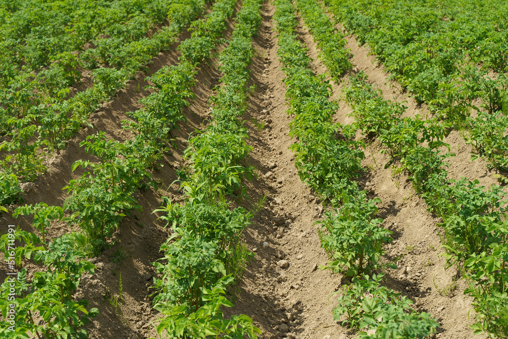 Potatoes growing on a farmer's field. Potato plant in the garden in summer. Agriculture, vegetables, farming concept.