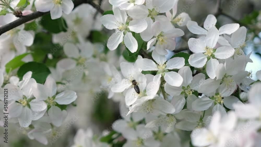 bee harvesting pollen on a branch with flowers in spring bloom bee harvesting pollen on a branch with flowers in spring bloom