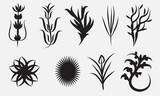 Clean hand drawn botanical plant graphic floral leaves flower composition elements branch.  