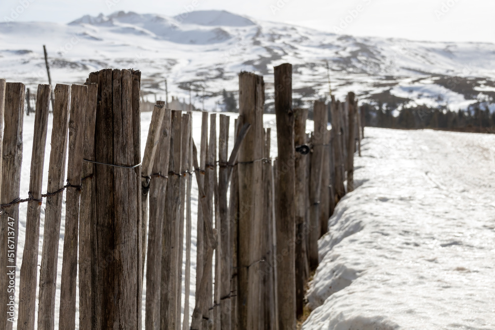 Fototapeta premium landscape with snow covered trees