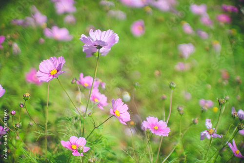 野原に咲くきれいなコスモスの花 お花畑 沖縄県の離島宮古島