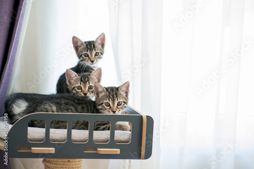 kittens