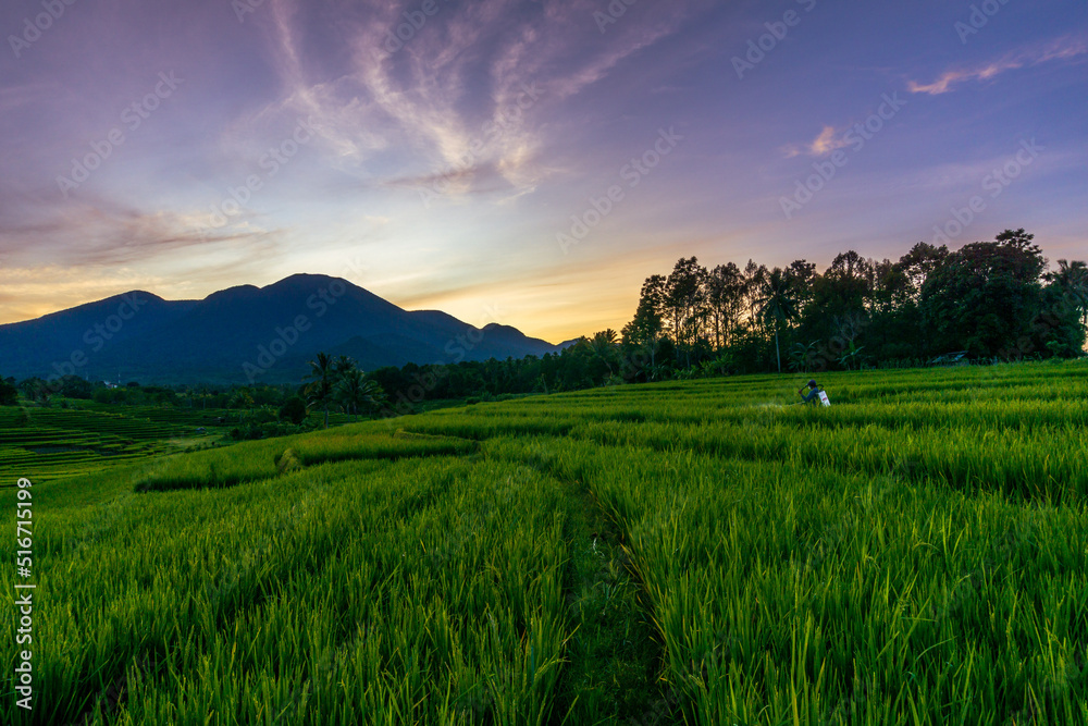 panorama of the natural beauty of asia. view of rice fields with beautiful sunrise and farmers spraying