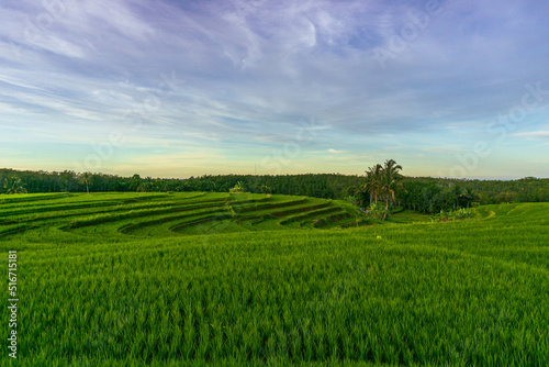 panorama of the natural beauty of asia. view of green rice fields and clear morning sky